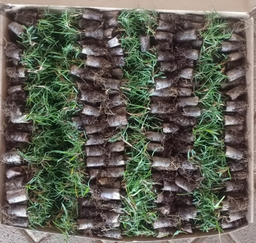 Seaspray Seashore  Paspalum Quickstep Plugs
