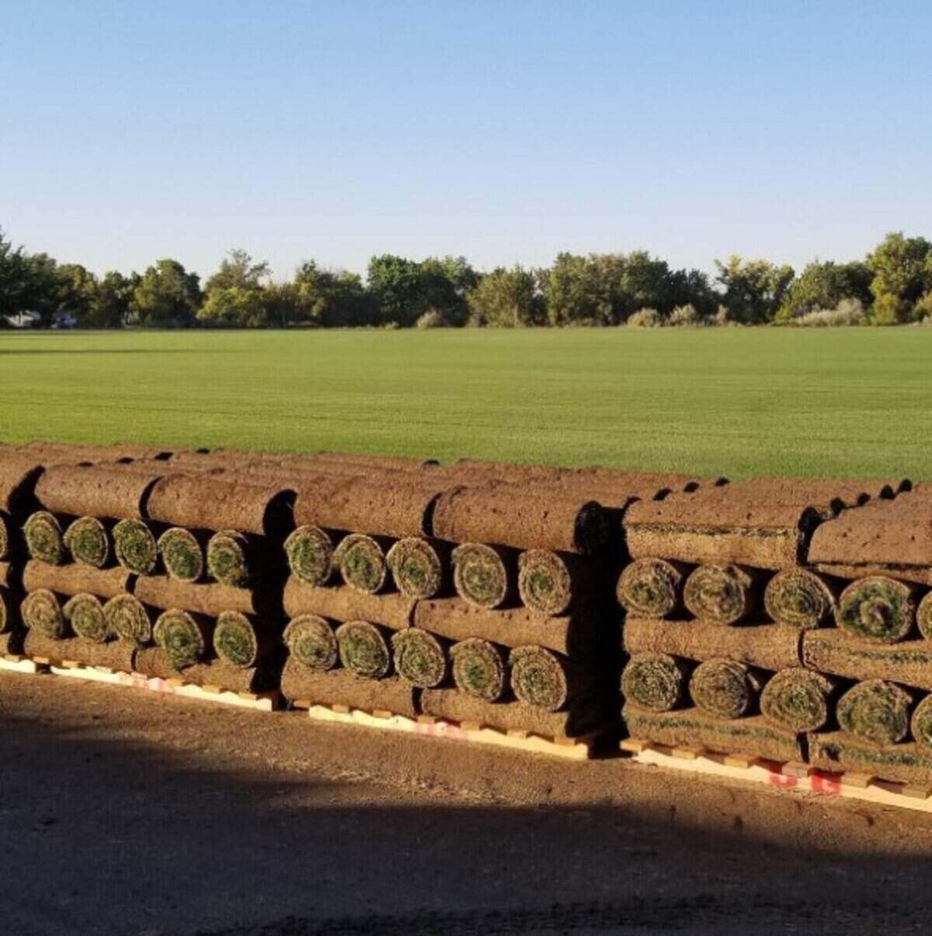 Tiffsport grass rolls