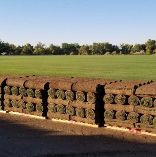 Tiffsport grass rolls